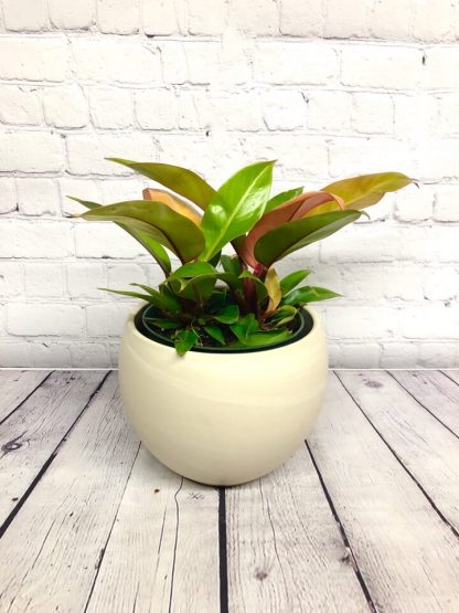 Philodendron orange prince 6"