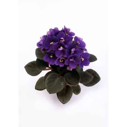 4'' Saint Paulia