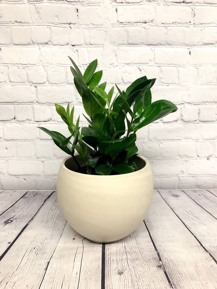 Zamioculcas Zamiifolia / ZZ plant