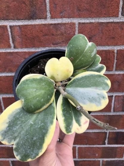 Hoya heart Hanging basket 6''