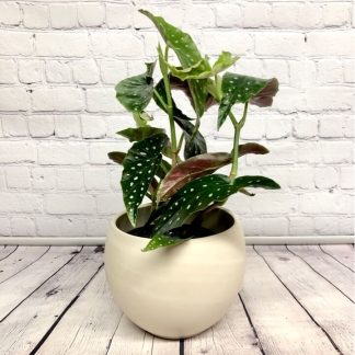 Bégonia maculata 6"
