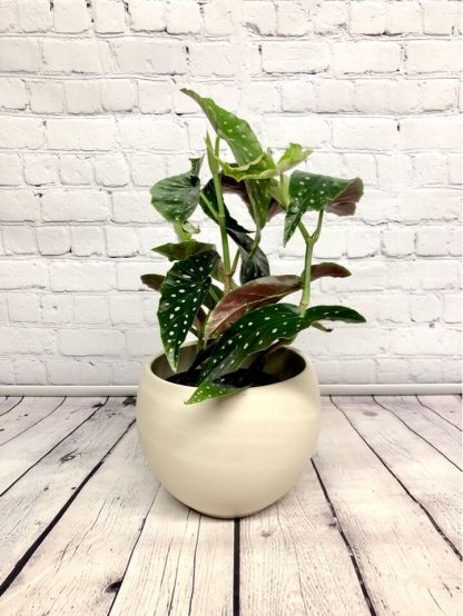 6" Begonia maculata