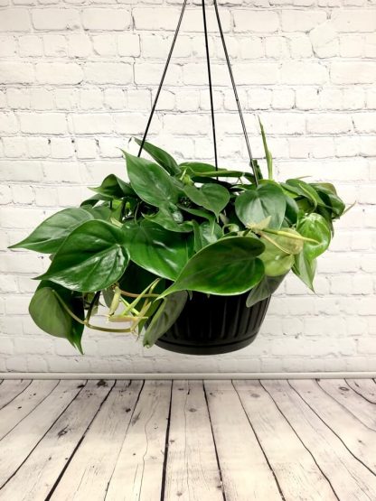 Philodendron Cordatum en panier suspendu