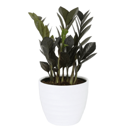 Zamioculcas zamifolia Midnight 6’’