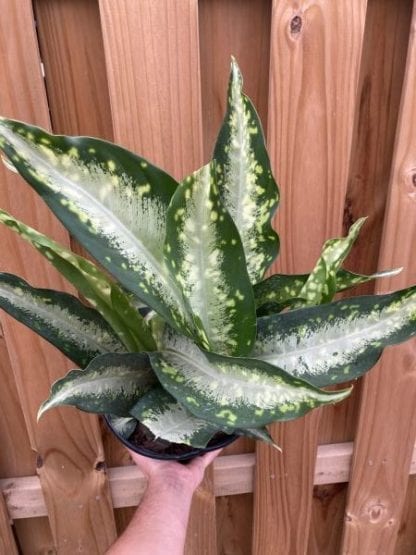 Dieffenbachia Panther 8’’