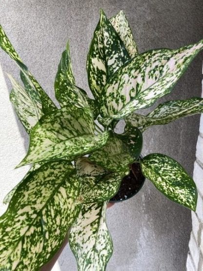 Aglaonema Etta 6’’