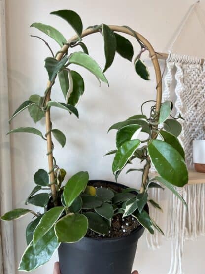 Hoya carnosa Variegata 8’’