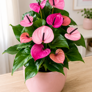 Anthurium Rose-violet