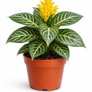 Aphelandra