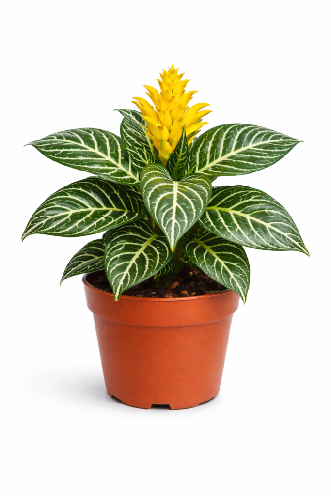 Aphelandra