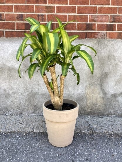 Dracaena Massangeanna 10’’