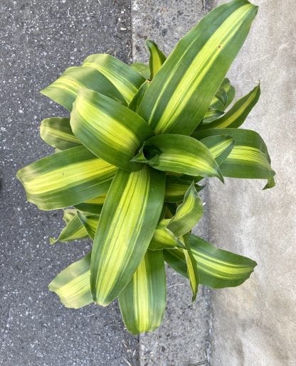 Dracaena Massangeanna 10’’ - Image 2
