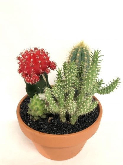 Jardin de cactus en pot de terra cotta 5’’