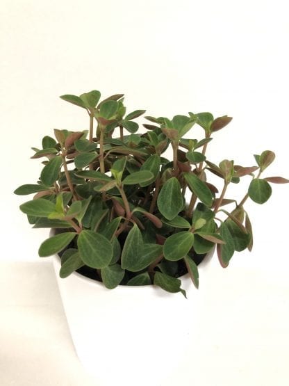 Peperomia red twist 4"