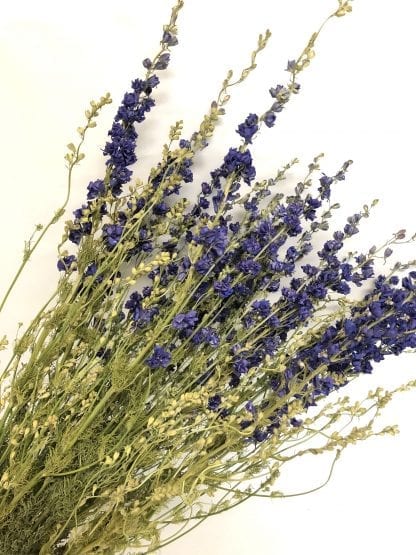 Dried Delphinium