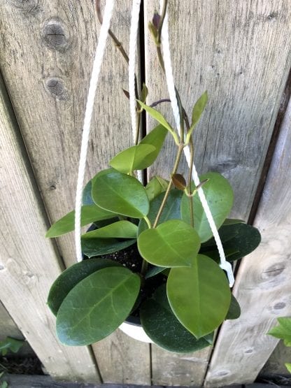 Hoya Australis Lisa hanging basket 6"