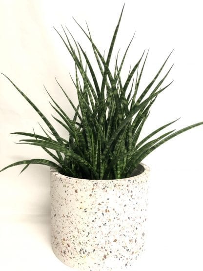 Sanseviere 6" fernwood mikado