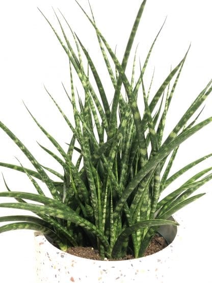 Sanseviere 6" fernwood mikado - Image 2