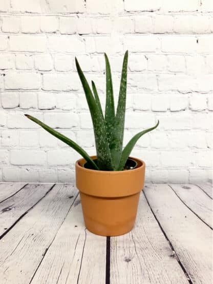 4" Aloe Vera