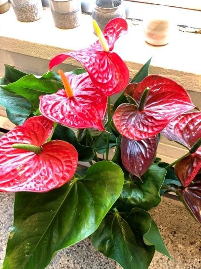 Anthurium Rouge