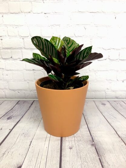 Calathea ornata 6"