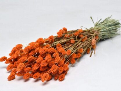 Phalaris orange