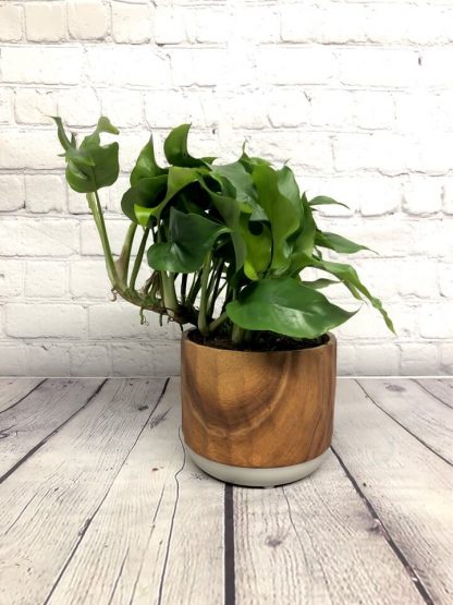Philodendron Split leaf Minima 5"