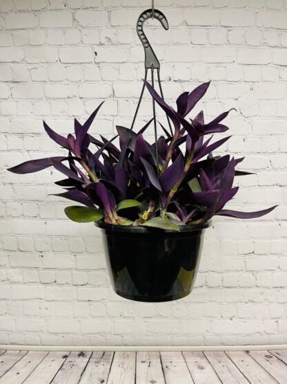 Setcresea purple hart – Image 2