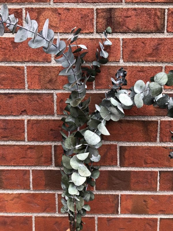 Eucalyptus préservé