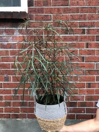 Aralia elegantissima 8"