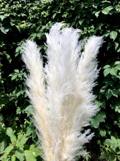 Pampa fluffy – Image 2
