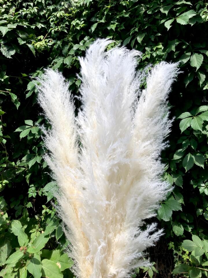 Pampa fluffy