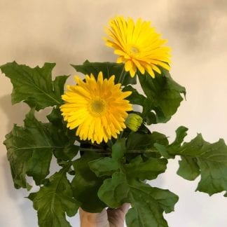 Gerbera 4.5" Le jardin de Mathilde offers you its Gerbera 4.5"
