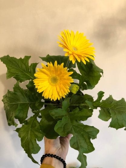 Gerbera 4.5" Le jardin de Mathilde offers you its Gerbera 4.5"