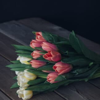 Tulipes
