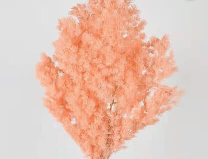 Asparagus preserved whitens - Image 9