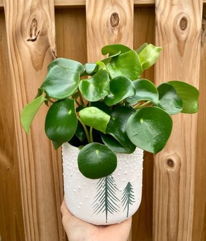 Peperomia Raindrop 5’’