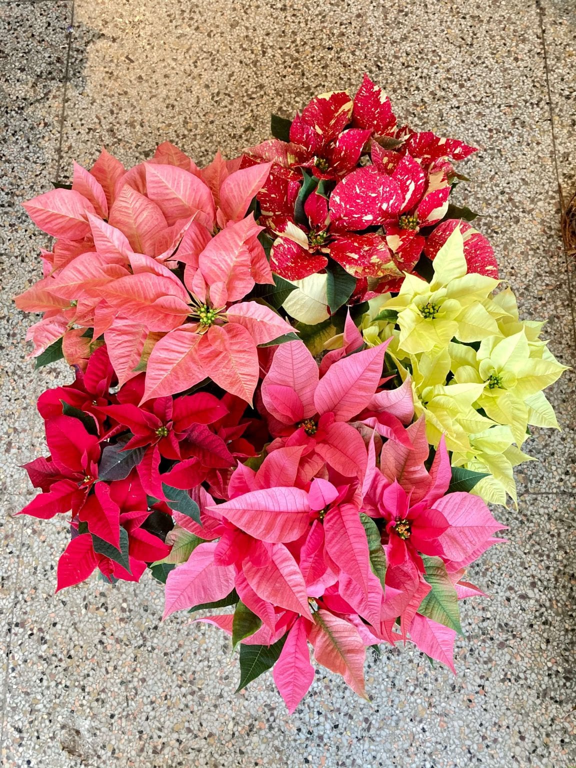 Poinsettia Cinnamon Fleuriste Montréal Le Jardin de Mathilde