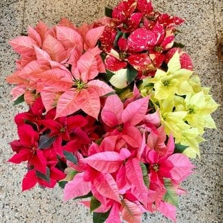 Poinsettia de Noël