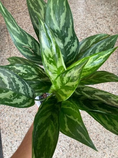 Aglaonema Tigress 6’’