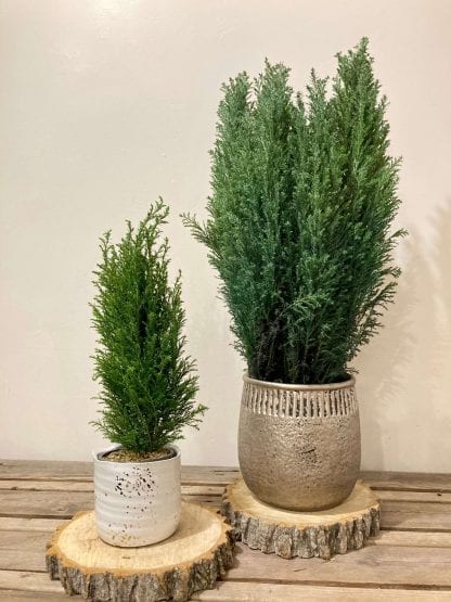 Cupressus Cypress