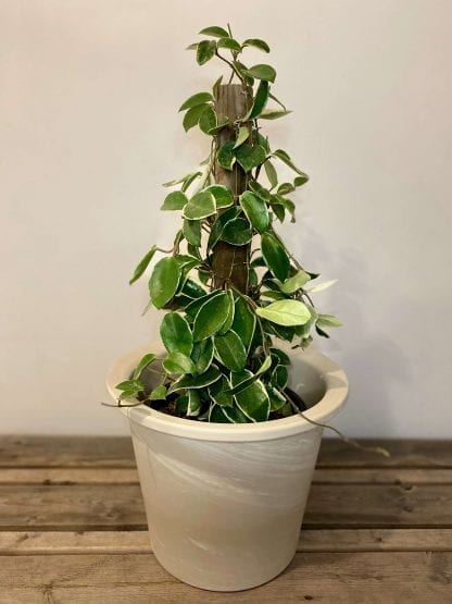Pot terre cuite blanche Vento 33cm 