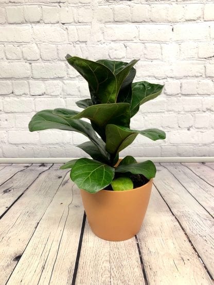 Ficus Lyrata 5"