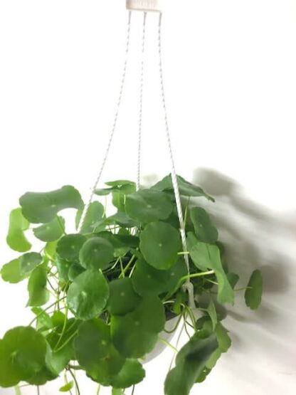 Hydrocotyle vulgaris Panier suspendu 6"