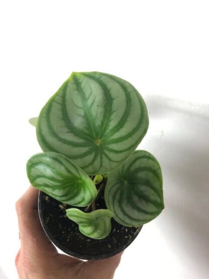 Peperomia Melon d'eau 3.5"