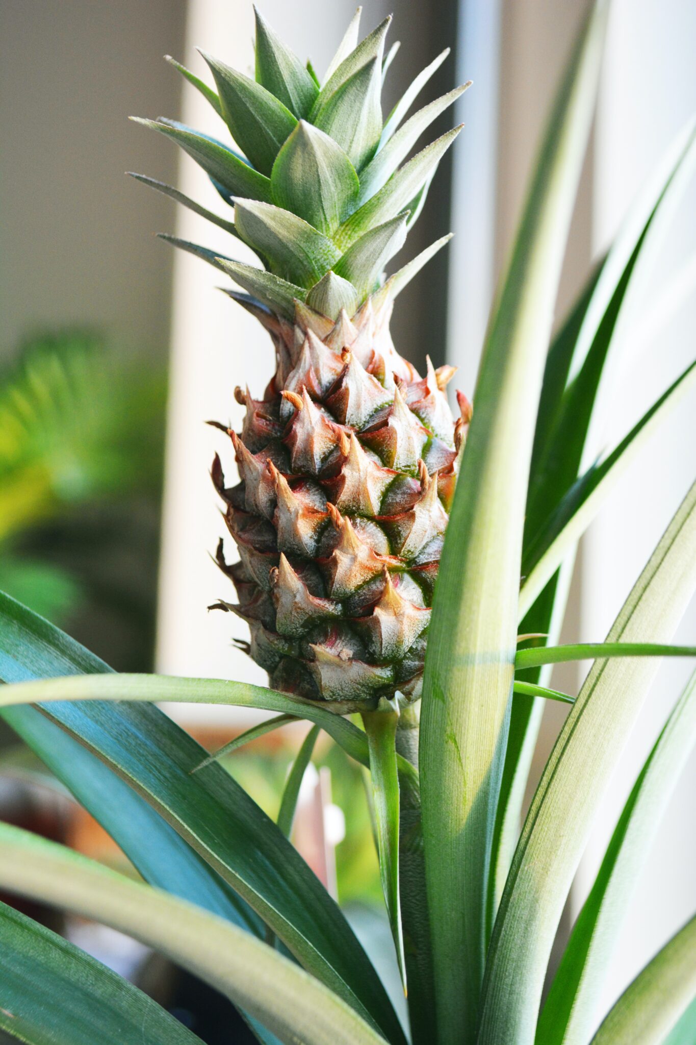 Plante d'intérieur Ananas — free download
