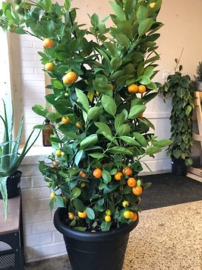 Calamondin orange buisson 16"
