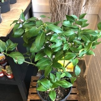 Citronnier 3 gallons