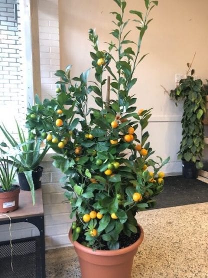 14" orange calamondin bush