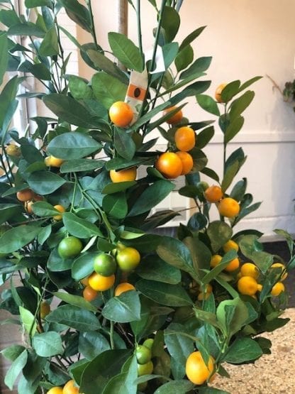 14" orange calamondin bush - Image 2